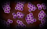 STK700354H
Microscopic view of staphylococcus.