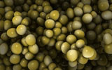 STK700355H
Microscopic view of staphylococcus.