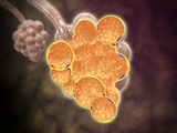 STK700357H
Cross-section of the alveoli branches.