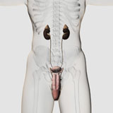 STK700377H
Three dimensional medical illustration of male urinary system.