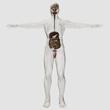 STK700378H
Medical illustration of male digestive system and urinary system.