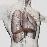 STK700379H
Three dimensional view of the male respiratory system.