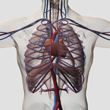 STK700380H
Medical illustration of male chest with arteries, veins, heart and rib cage.