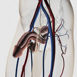 STK700381H
Medical illustration of male reproductive system..