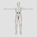 STK700382H
Three dimensional medical illustration of male reproductive organs.