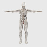 STK700383H
Medical illustration of male lymphatic system and reproductive organs.