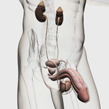 STK700384H
Three dimensional medical illustration of male reproductive organs.
