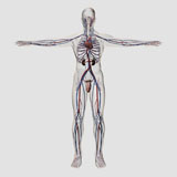STK700385H
Medical illustration of male reproductive system with veins and arteries.