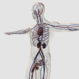 STK700386H
Medical illustration of male reproductive system with veins and arteries.
