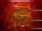STK700415H
Anatomy structure of neurons.