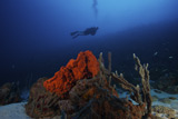 TMO400001U
Scuba Diver swims underwater amongst sea sponges