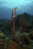 TMO400004U
Banded Butterflyfish hover over sea sponges.