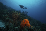 TMO400005U
Scuba Diver swims underwater amongst sea sponges