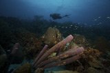 TMO400006U
Scuba Diver swims underwater amongst large pipe sponges.
