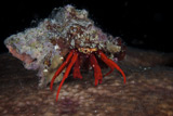 TMO400034U
Scarlet Reef Hermit Crab peeks out of its shell, Bonaire, Caribbean Netherlands.