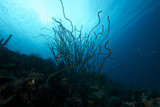 TMO400039U
Coral Reef scene, Bonaire, Caribbean Netherlands.