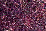 TMO400043U
Tiny Sergeant Major Eggs, Bonaire, Caribbean Netherlands.