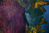 TMO400044U
Sergeant Major watches over its eggs, Bonaire, Caribbean Netherlands.