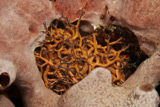 TMO400045U
Small Basket Starfish hiding in a sponge.