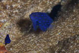 TMO400052U
Juvenille Damselfish use a large sponge for cover.