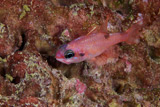 TMO400064U
Mimic Cardinalfish, Bonaire, Caribbean Netherlands.