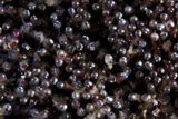 TMO400067U
Close-up view of Sergeant Major fish eggs.