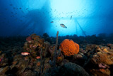 TMO400095U
Salt Pier seen perched on top of reef, Bonaire, Caribbean Netherlands.