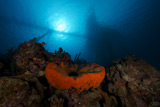 TMO400096U
Big orange elephant ear sponge under the Salt Pier, Bonaire.