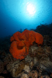 TMO400099U
A large orange elephant ear sponge on a reef.