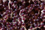 TMO400110U
Sergeant Major fish eggs.