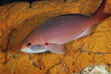 TMO400115U
Isopod feeding on a Creolefish.