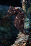 TMO400120U
A 6 inch black seahorse.