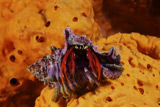 TMO400129U
Hermit Crab on a large elephant ear sponge.