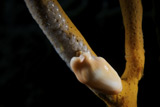 TMO400140U