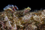 TMO400153U
