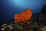 TMO400161U
School of Brown Chromis near a large elephant ear sponge.