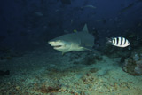 TMO400193U
A Lemon Shark gulps down a large tuna head in front of a crowd of divers, Fiji.