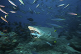 TMO400211U
Lemon Shark chomps down on a large tuna head, Fiji.