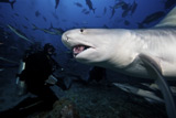 TMO400270U
A Tiger Shark consumes a large tuna head hand-fed by a local Fijian diver.