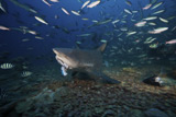 TMO400276U
A bull shark picks up a large tuna head off of the reef floor, Fiji.