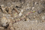 TMO400283U
Scribbled Pipefish on a pink sponge, Papua New Guinea.