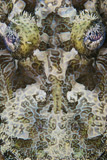 TMO400284U
Detailed close-up view of a Crocodile Fish face, Papua New Guinea.