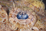 TMO400313U
Close up of the eye of a large Crocodile fish, Papua New Guinea.