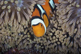 TMO400316U
A female clownfish looks after her eggs at the edge of the host anemone, Papua New Guinea.