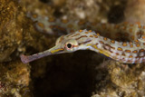 TMO400331U
Scribbled Pipefish on a pink sponge, Papua New Guinea.