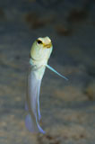 TSW400017U
Yellowhead jawfish, Belize.