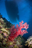 TSW400028U
Red soft coral with silhouette of ship, Australia.