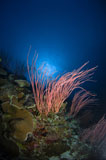 TSW400029U
Sea whips and coral, Australia.
