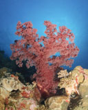 TSW400031U
Red soft coral,  Australia.