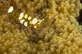 TSW400044U
Bumblebee shrimp on adhesive anemone, Australia.
